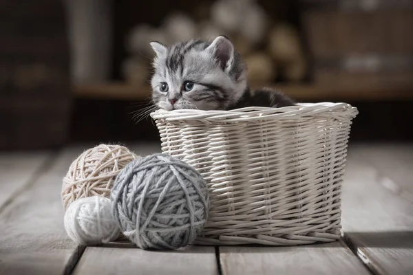 Porträtt Liten Kattunge Korg Med Bollar Stickning Bakgrunden Gamla Redskap — Stockfoto