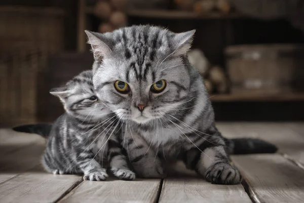 Fürsorglich Sein Erwachsene Katzen Vor Einem Kleinen Kätzchen Schützen — Stockfoto