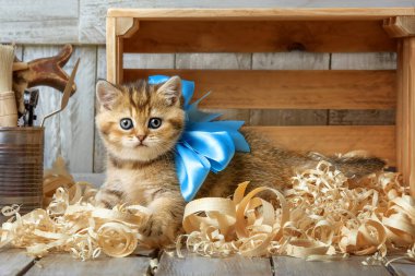 Küçük çizgili kedi yavrusu marangozluk atölyesinde ahşap talaşlarıyla oynuyor.