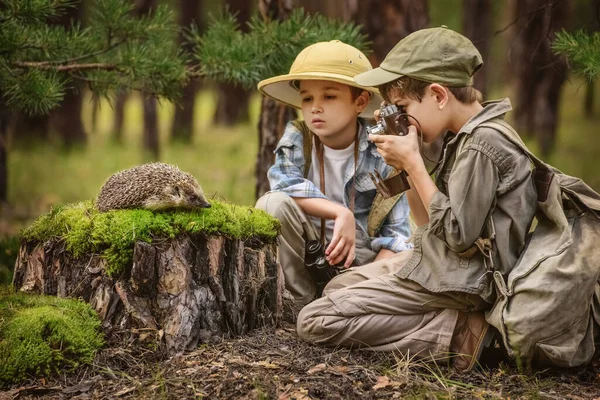 Niños Pequeños Turistas Encontraron Con Erizo Tocón Bosque —  Fotos de Stock