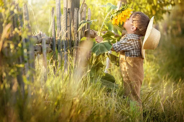 Kis Falusi Fiú Egy Napraforgó Virágának Illatát Érzi Régi Kerítésnél — Stock Fotó
