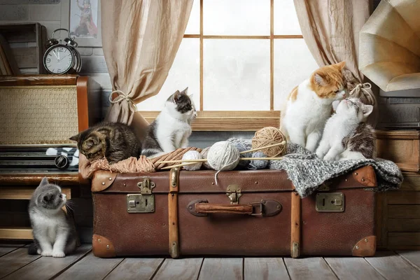 一群可爱的带着条纹的小猫在靠窗的装有纱球的行李箱上打篮球 — 图库照片