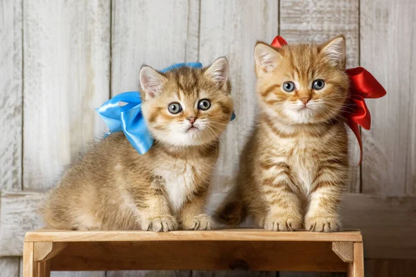 Two Little Striped Kittens Playing Wood Shavings Carpentry Workshop — Stock Photo, Image