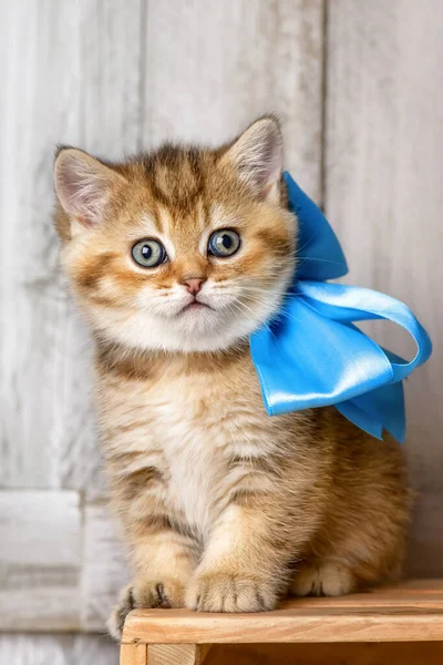 Mały Kociak Paski Bawiący Się Wiórach Warsztacie Stolarskim — Zdjęcie stockowe