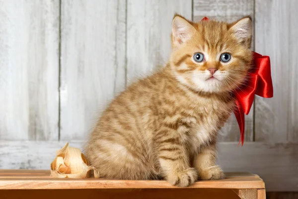 在木工车间里玩木屑的带条纹小猫咪 — 图库照片