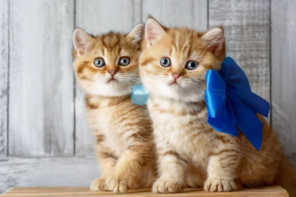 Zwei Kleine Gestreifte Kätzchen Spielen Einer Schreinerei Holzspänen — Stockfoto