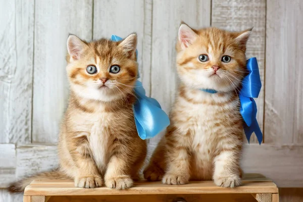 Zwei Kleine Gestreifte Kätzchen Spielen Einer Schreinerei Holzspänen — Stockfoto