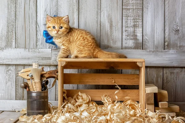 在木工车间里玩木屑的带条纹小猫咪 — 图库照片