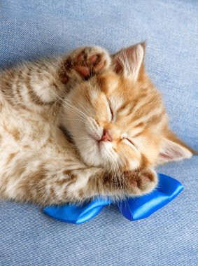 Küçük çizgili kırmızı kedi yavrusu uyuyor