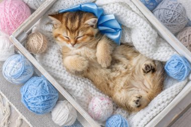 Çizgili kedi yavrusu iplik yumağıyla bir kutuda uyuyor.
