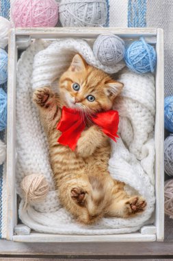 Küçük çizgili kedi yavrusu iplik yumaklarıyla dolu bir kutuda