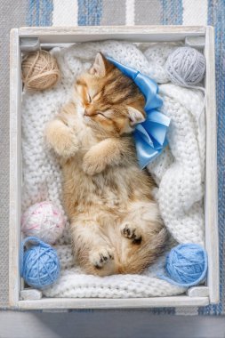 Çizgili kedi yavrusu iplik yumağıyla bir kutuda uyuyor.