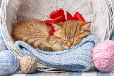 Çizgili kedi yavrusu iplik yumağıyla bir sepette uyur.