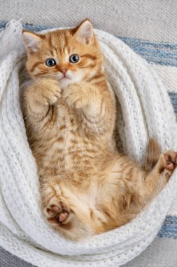 Çizgili kedi yavrusu döşemenin üzerinde örgü örerek oynuyor.