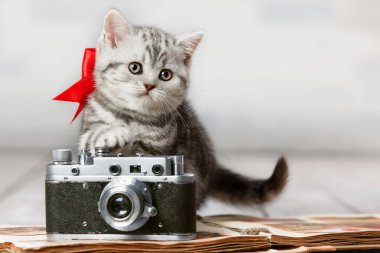 Eski bir fotoğraf makinesi ve albümüyle sevimli bir tekir kedinin portresi