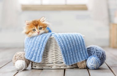 Küçük çizgili kedi yavrusu iplik yumağıyla sepette oturuyor.