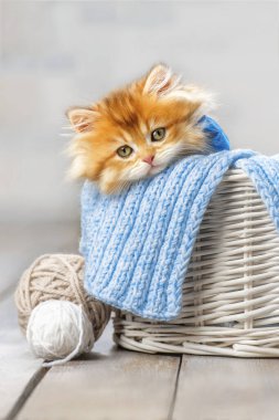 Küçük çizgili kedi yavrusu iplik yumağıyla sepette oturuyor.