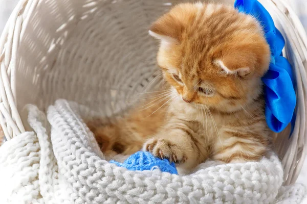 Klein Gestreept Katje Zittend Een Mandje Met Bolletjes Garen — Stockfoto