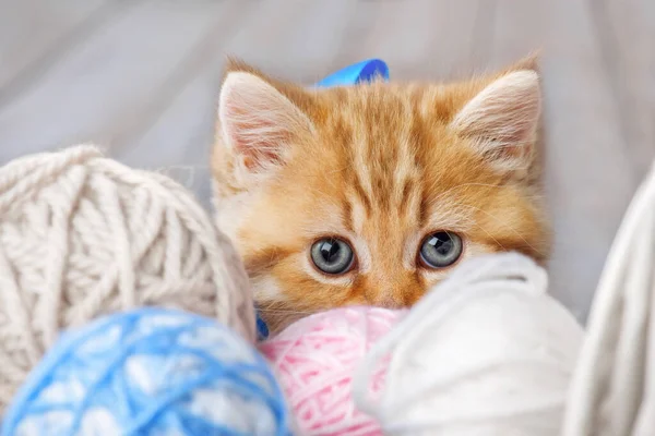 Piccolo Gattino Strisce Seduto Cesto Con Palline Filato — Foto Stock