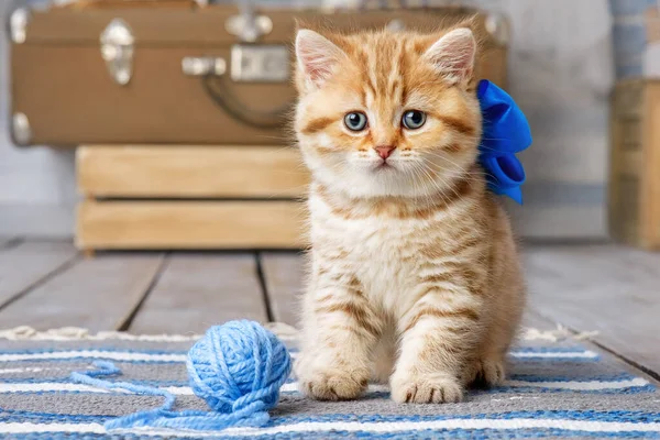 Piccolo Gattino Strisce Che Gioca Con Palline Filato — Foto Stock