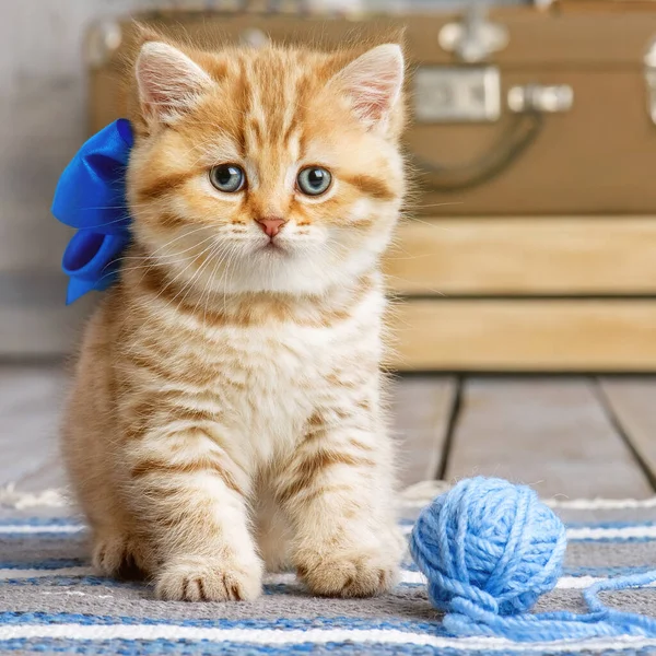 Kleines Gestreiftes Kätzchen Spielt Mit Wollknäueln — Stockfoto