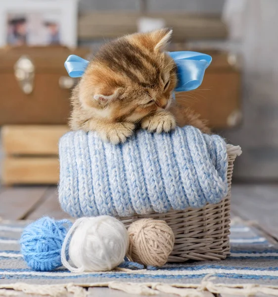 Piccolo Gattino Strisce Dorme Cesto Con Palline Filato — Foto Stock