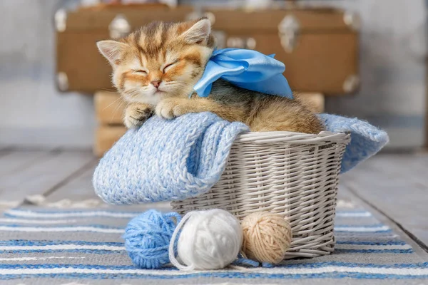 Malé Pruhované Kotě Spí Košíku Kuličkami Příze — Stock fotografie