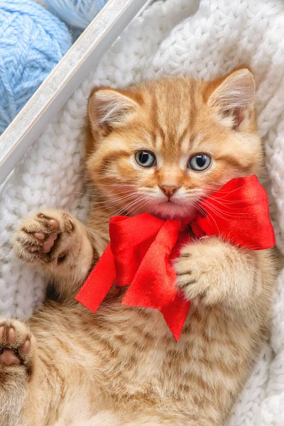 Little Striped Kitten Box Balls Yarn — Stock Photo, Image