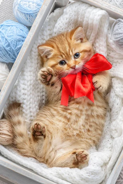 带条纹的小猫咪在一个装有纱线球的盒子里 — 图库照片