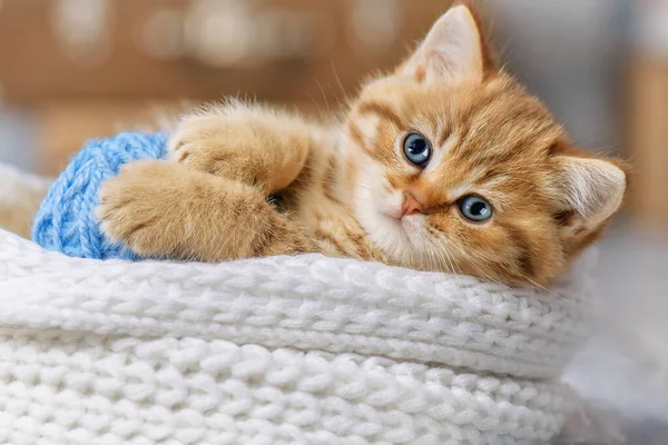 Malé Pruhované Kotě Hrající Kuličkami Příze — Stock fotografie