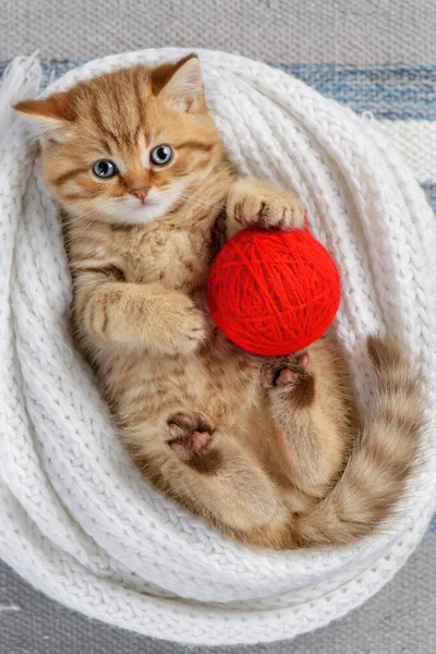 Little Striped Kitten Playing Balls Yarn — Stock Photo, Image