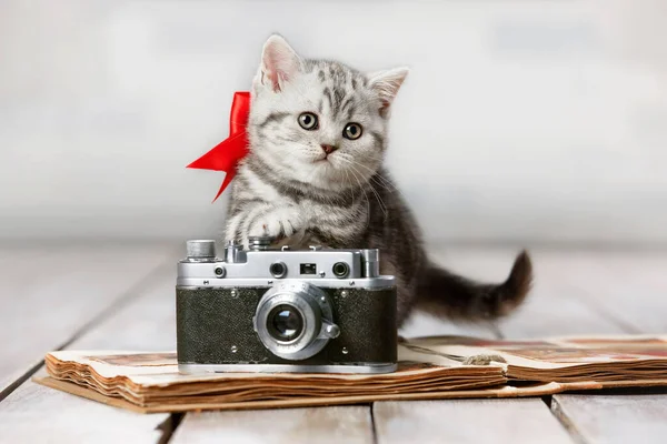 Porträt Eines Niedlichen Gestromten Kätzchens Mit Alter Kamera Und Album — Stockfoto