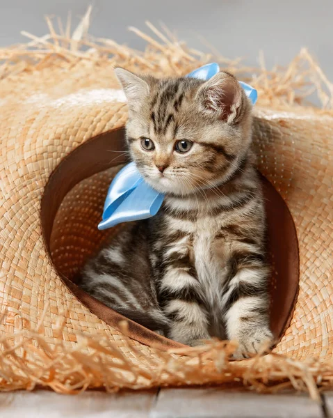 一个戴着草帽的可爱的胖胖的小猫的画像 — 图库照片