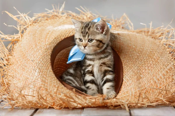 Portrait Cute Tabby Kitten Wearing Straw Hat — Stock Photo, Image