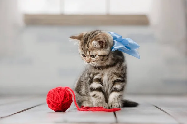 小条纹小猫玩毛线球 — 图库照片