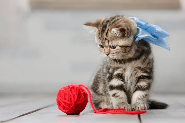 Kleine Gestreepte Kitten Spelen Met Ballen Van Garen — Stockfoto