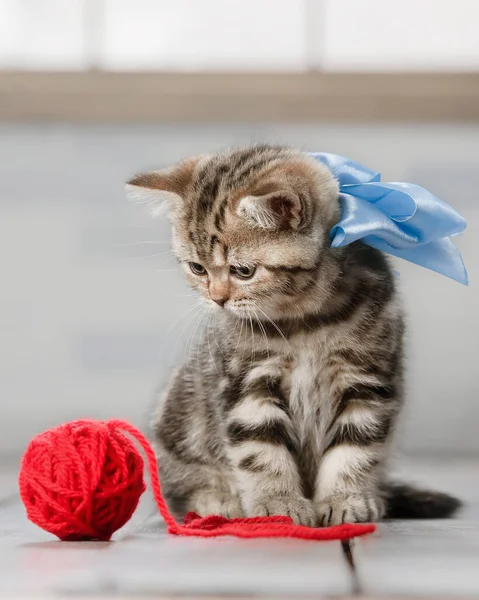 小さな縞模様の子猫が糸の玉で遊ぶ — ストック写真