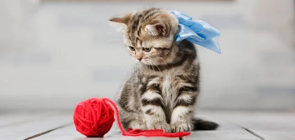 Little Striped Kitten Playing Balls Yarn — Stock Photo, Image