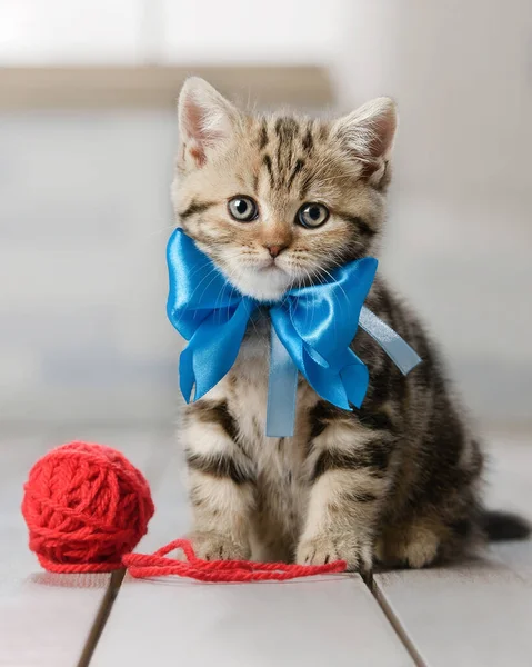 Little Striped Kitten Playing Balls Yarn — Stock Photo, Image