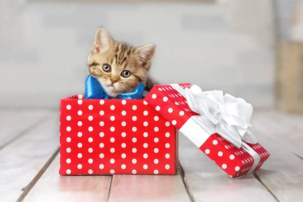 Portrait Mignon Chaton Tabby Avec Arc Dans Une Boîte Cadeau — Photo