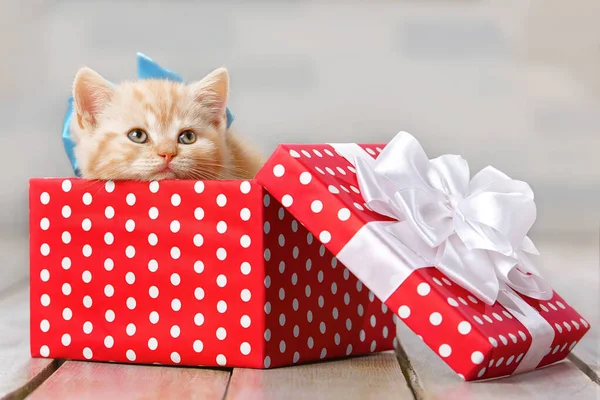 Portrait Mignon Chaton Roux Avec Arc Dans Une Boîte Cadeau — Photo