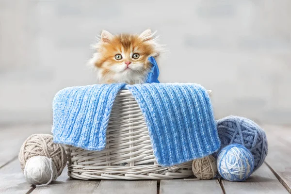 Kleines Gestreiftes Kätzchen Sitzt Einem Korb Mit Wollknäueln — Stockfoto