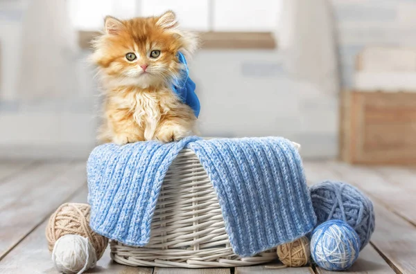 一只带条纹的小猫咪坐在装有纱线球的篮子里 — 图库照片