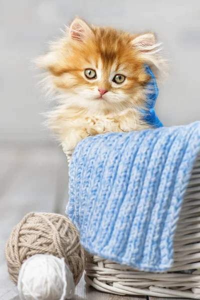 Malé Pruhované Kotě Sedící Košíku Kuličkami Příze — Stock fotografie