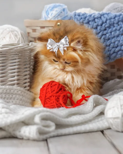 Liten Randig Kattunge Sitter Korg Med Bollar Garn — Stockfoto