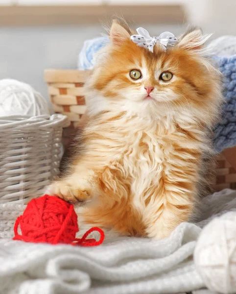 Pequeño Gatito Rayas Sentado Una Canasta Con Bolas Hilo — Foto de Stock