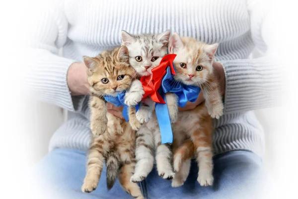 Groep Kleine Tabby Kittens Handen Van Een Man — Stockfoto
