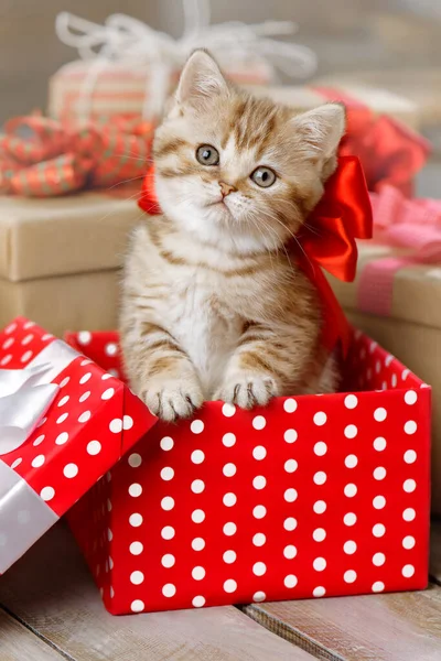 ギフトボックスに弓でかわいい赤毛の子猫の肖像画 — ストック写真