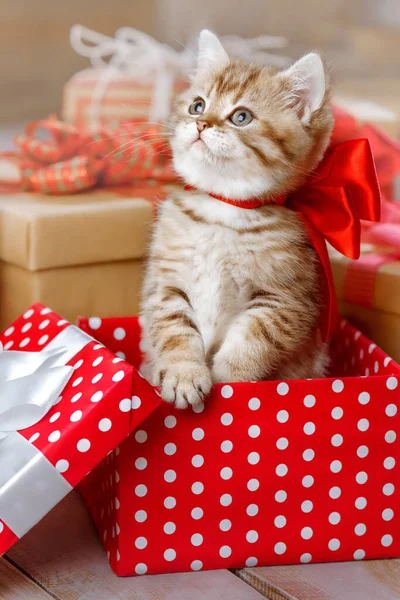 Ritratto Simpatico Gattino Rosso Con Fiocco Una Confezione Regalo — Foto Stock