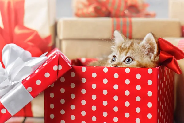 Portrait Mignon Chaton Roux Avec Arc Dans Une Boîte Cadeau — Photo